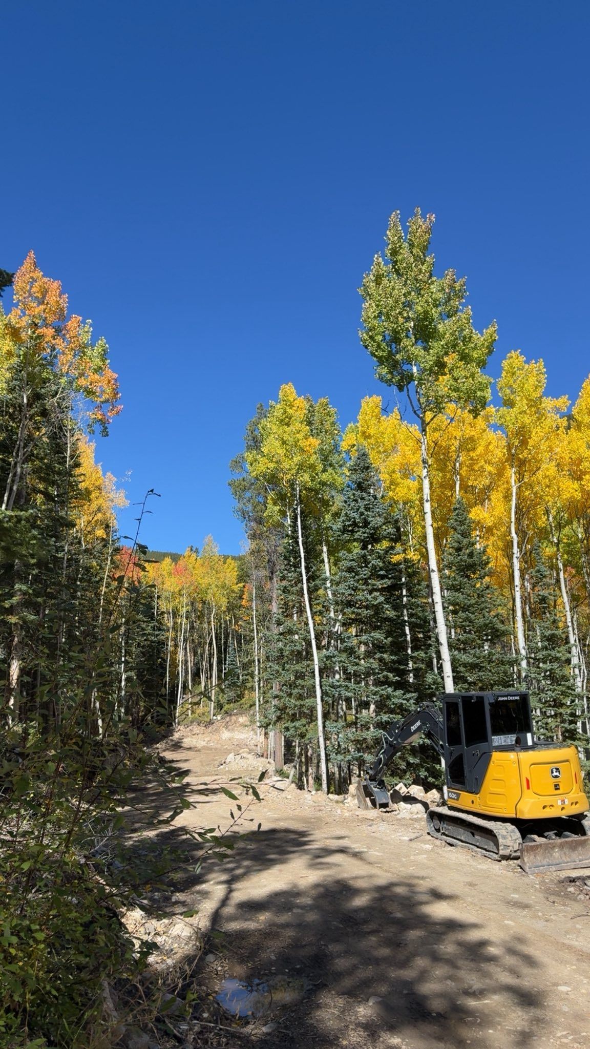 Autumn forest trail with yellow and green trees under a clear blue sky, and a yellow utility vehicle on the right.