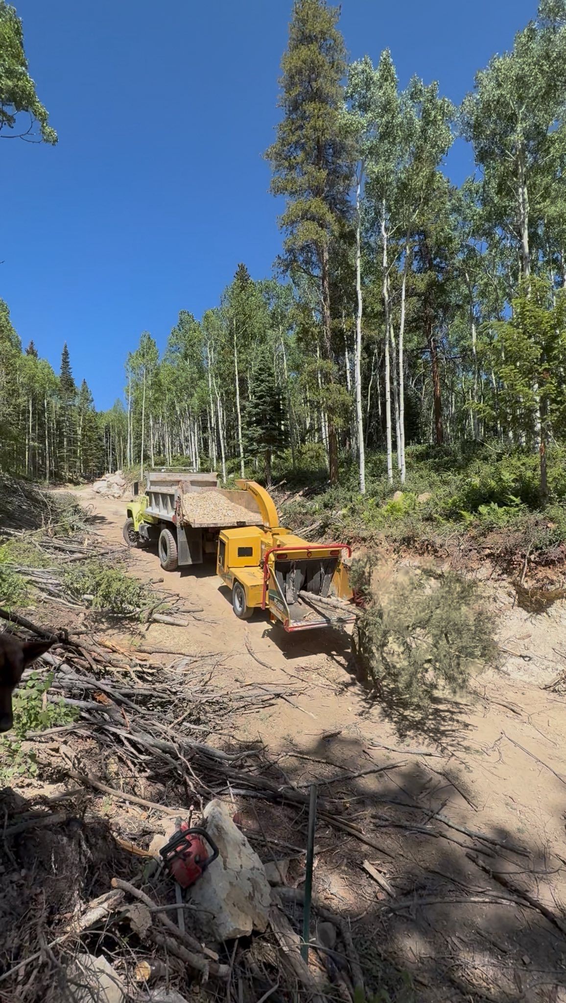 Yellow off-road truck driving on a dirt trail through a pine forest under a clear blue sky