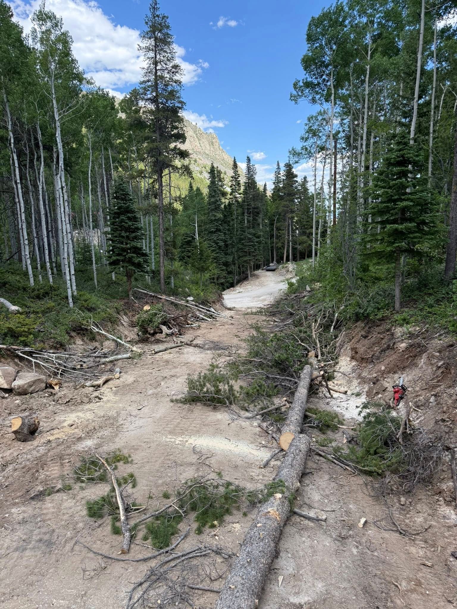Dirt road through a dense green forest under a blue sky, with a fallen tree in the foreground.