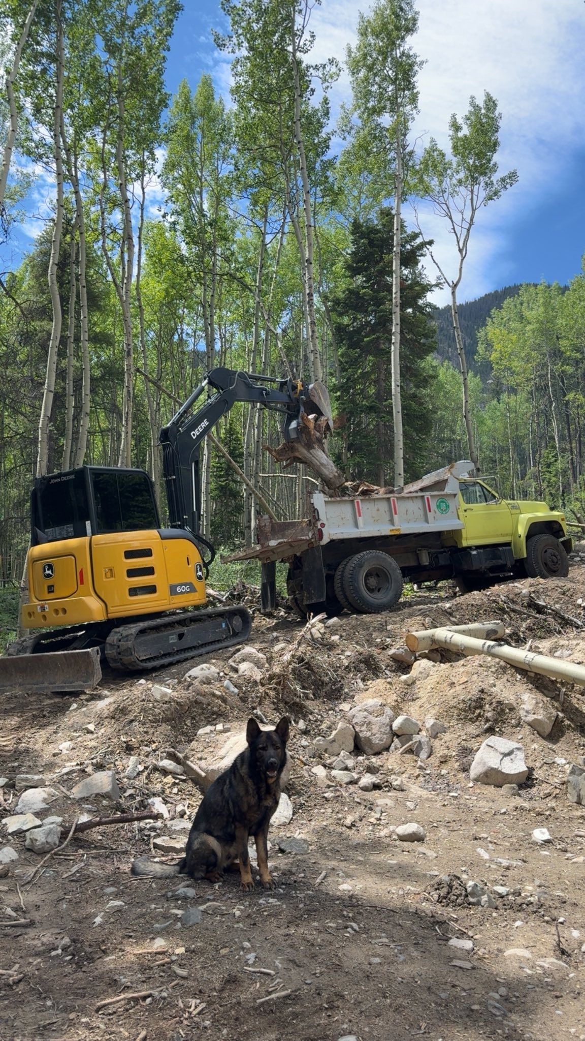Excavator loading a dump truck in a wooded construction site, with a dog sitting in the foreground.