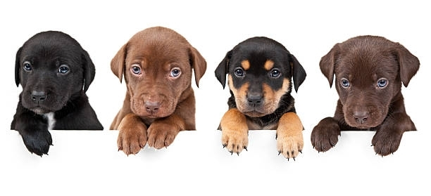 Four puppies of different breeds are peeking over a white sign.