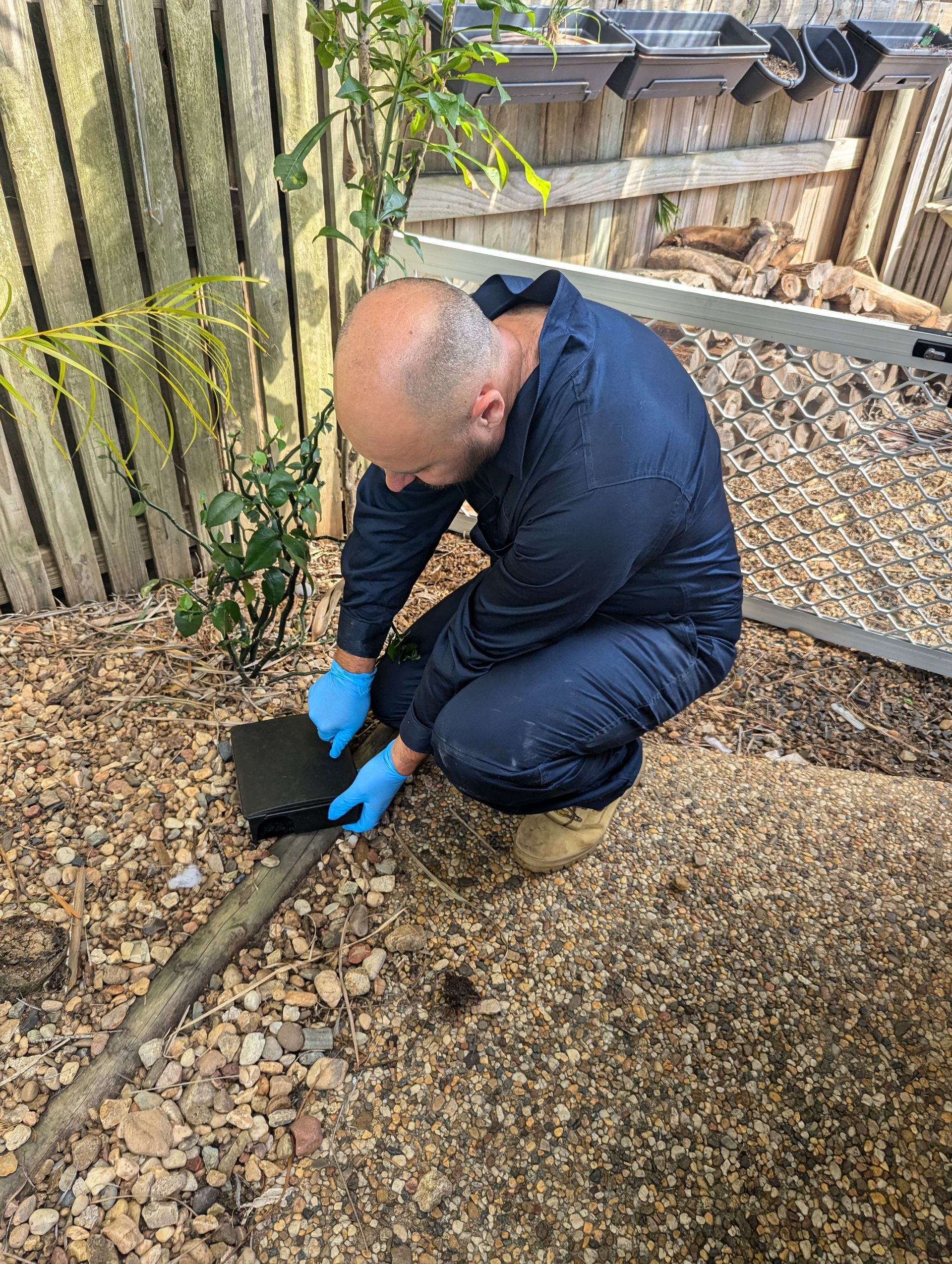 A Man is Kneeling Down on the Ground Holding a Mouse Trap — Total Pest and Carpet Cleaning in Yeppoon, QLD