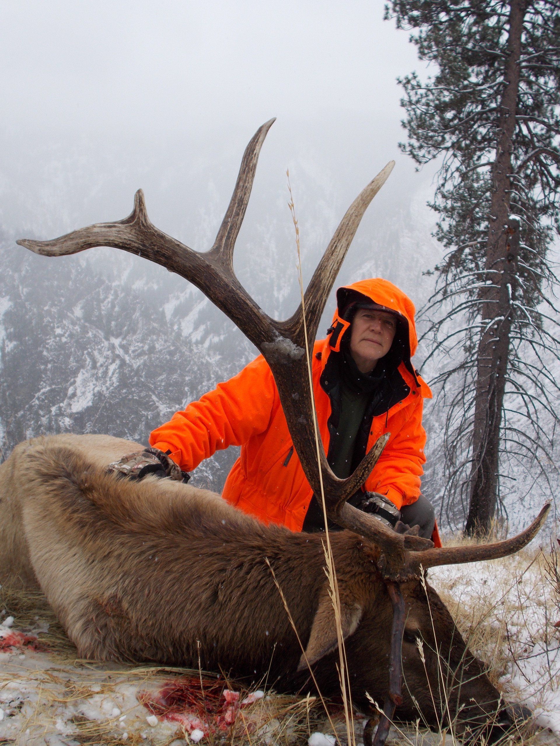 Idaho elk hunting, Idaho elk hunt, Outfitter, Guide