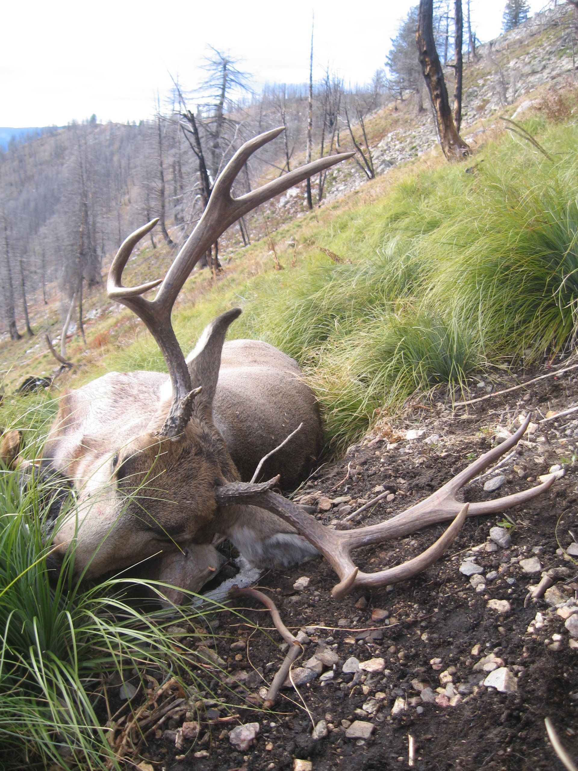 Idaho Mule Deer hunting, Mule Deer hunt Idaho