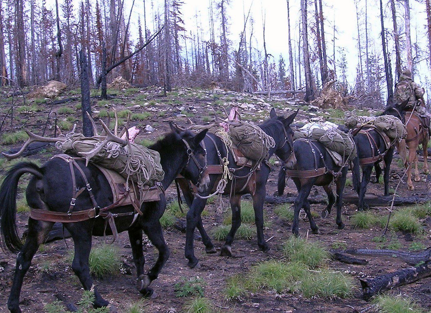 Idaho Hunting Guide, Elk Springs Outfitters
