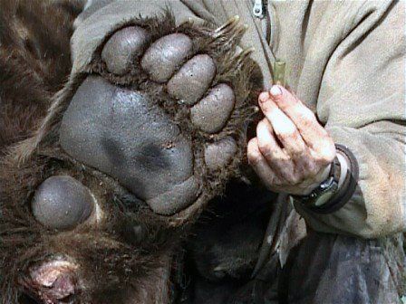 Idaho Bear hunting, Idaho bear hunt, Elk Springs Outfitters hunting guide service