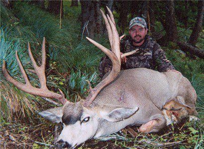Idaho Mule deer hunting , Idaho Mule deer hunt, Idaho Elk Hunting, Idaho Elk Hunt, Elk Springs Outfitters Guide Service