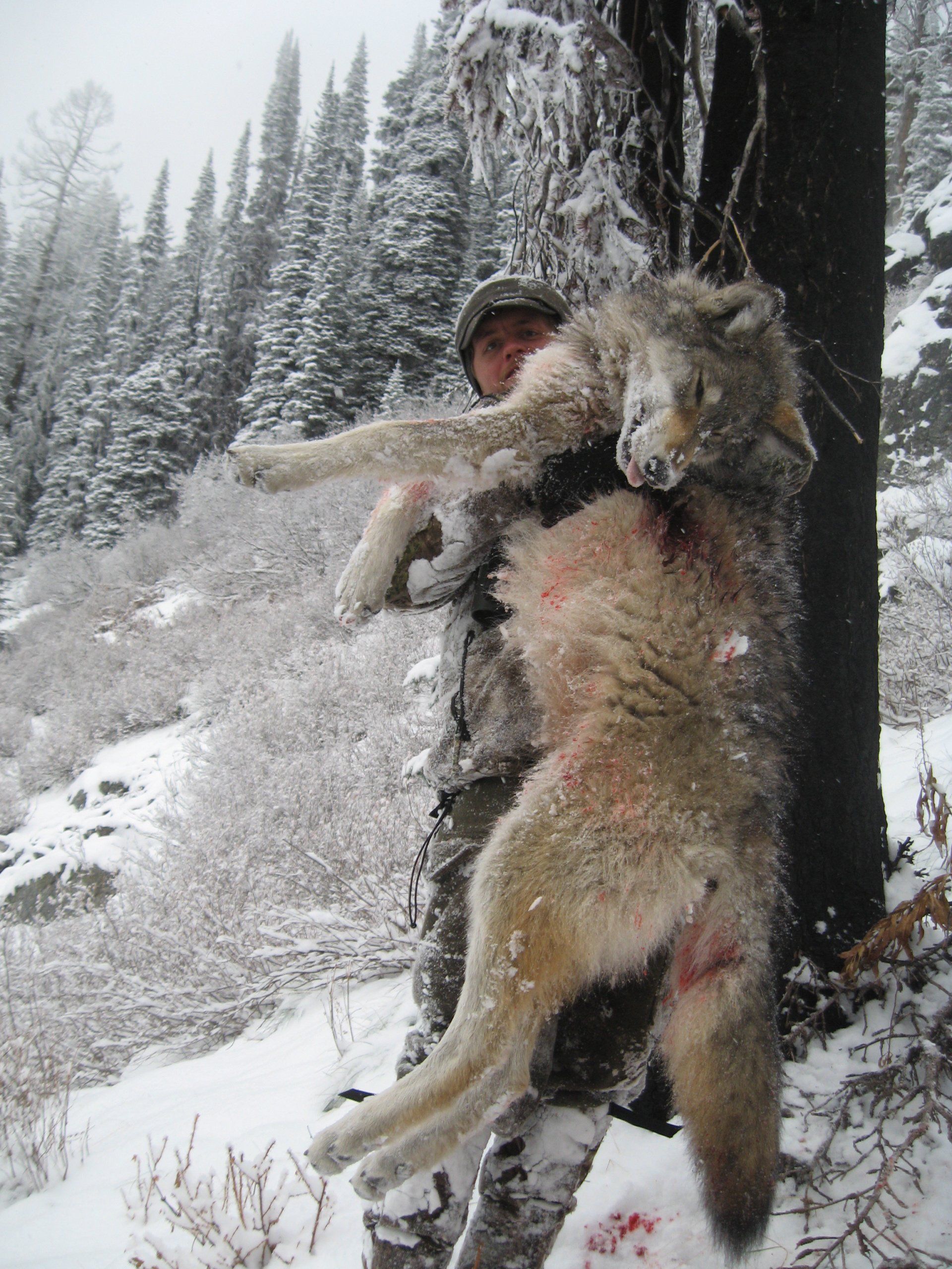 Idaho Wolf Hunting, Idaho Wolf Hunt, Elk Springs Outfitters guide service