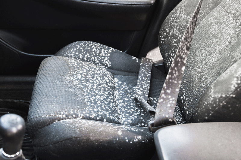 Car seat covered in white, possibly mold or salt, against a black interior.