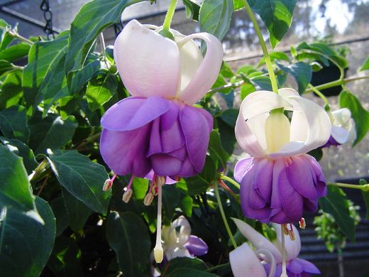 Fuchsia