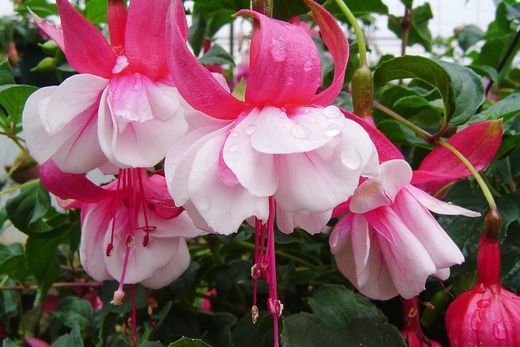 Fuchsia