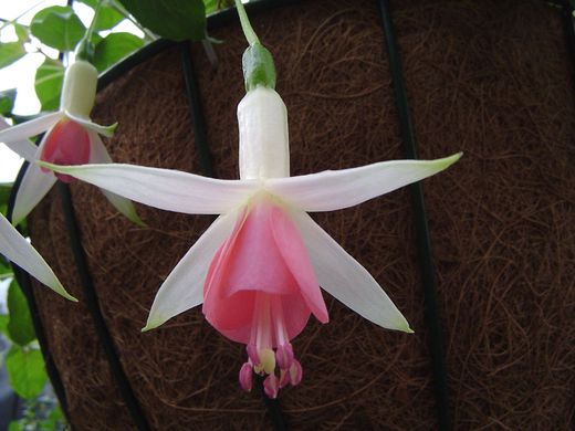 Fuchsia