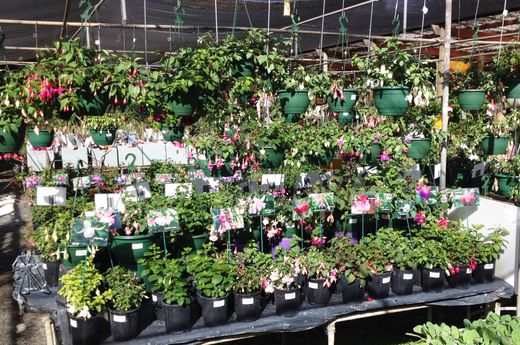 Festival of Flowers 2016