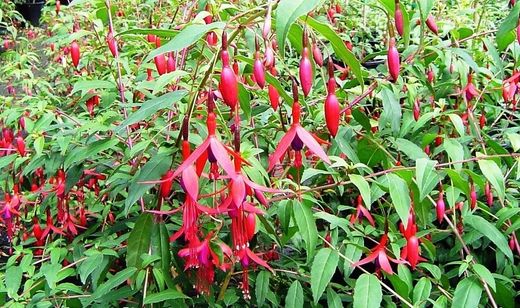 Fuchsia Blue Eyes
