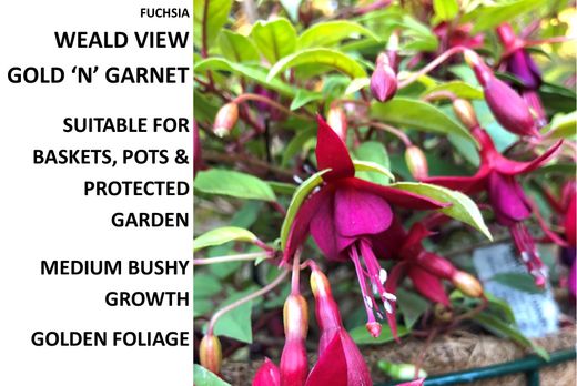 Fuchsia