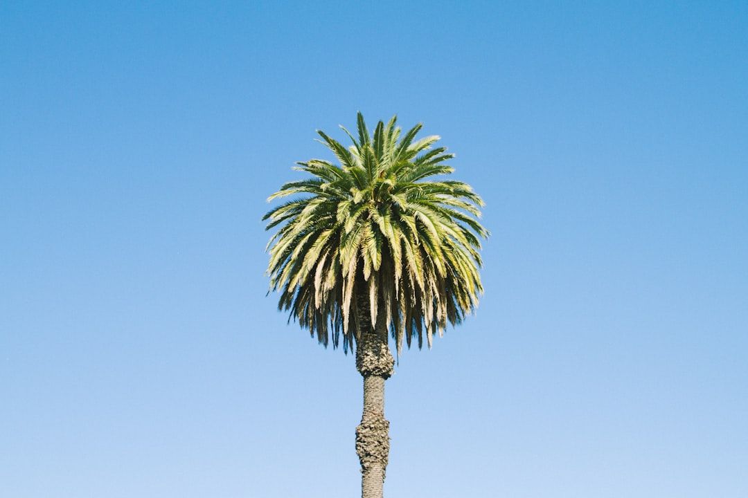 Single tall palm tree against a clear blue sky