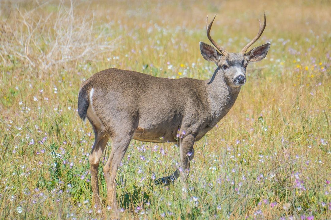 Deer standing in a grassy field, looking toward the camera, with antlers visible.