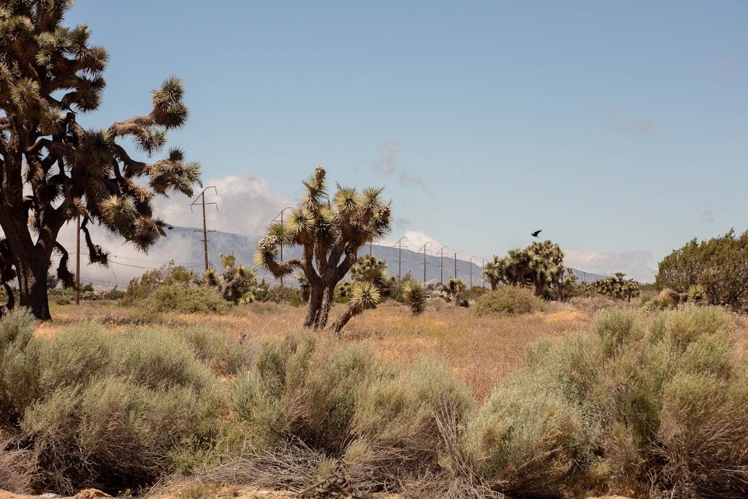 Desert landscape with Joshua trees, dry shrubs, power lines, and distant mountains under a clear sky