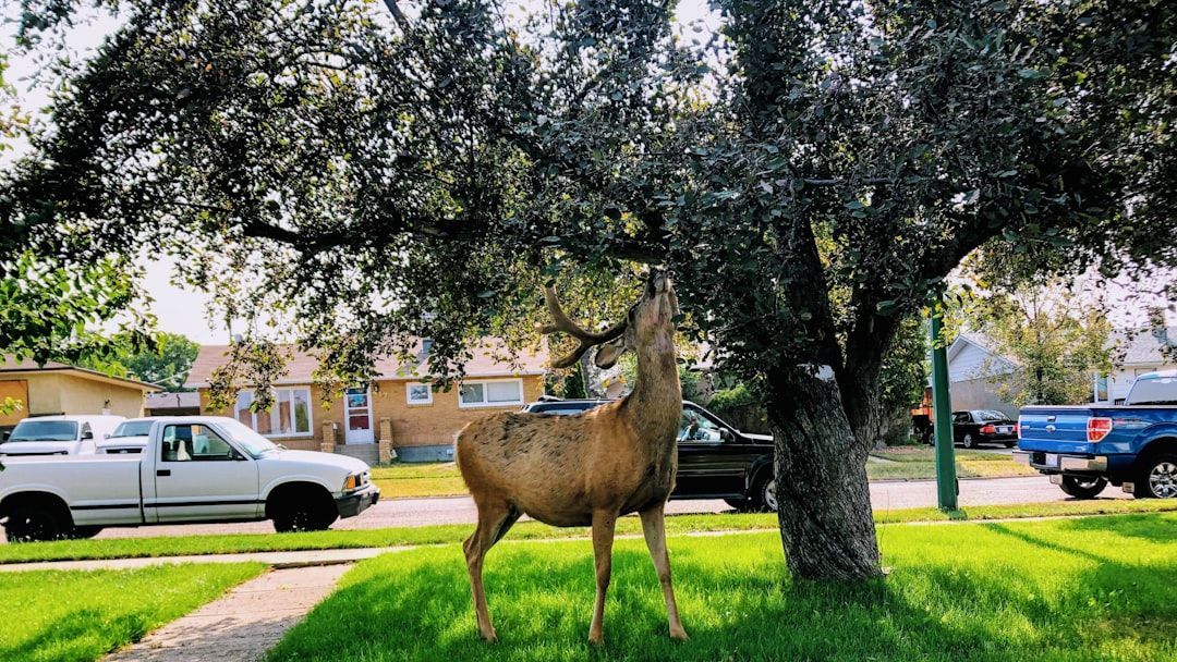Deer standing on a green suburban lawn under a large tree, with parked trucks and houses in the background