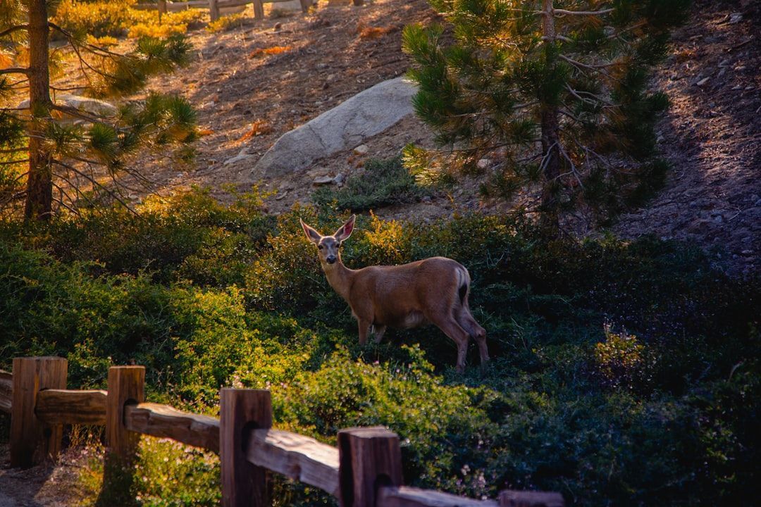 Deer standing in a sunlit wooded area beside a fence and rocks