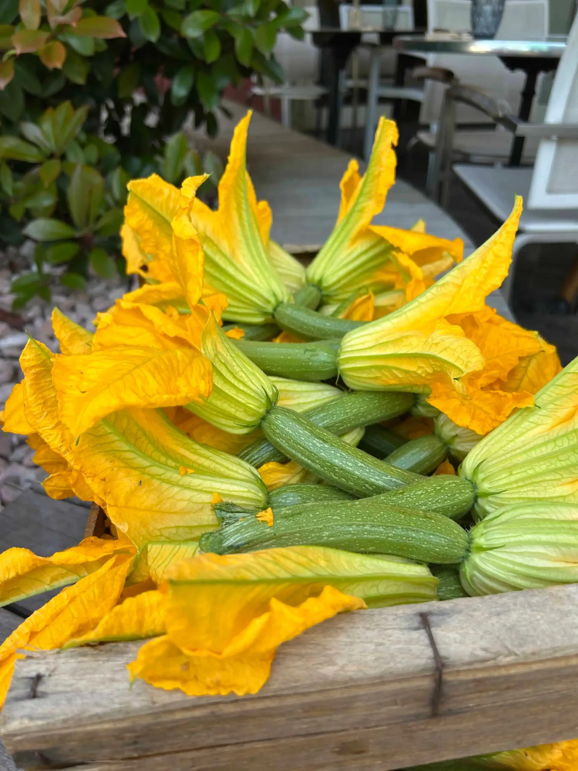 Une caisse en bois remplie de fleurs de courgettes fraîchement cueillies, auxquelles sont attachées de petites courgettes vertes tachetées.