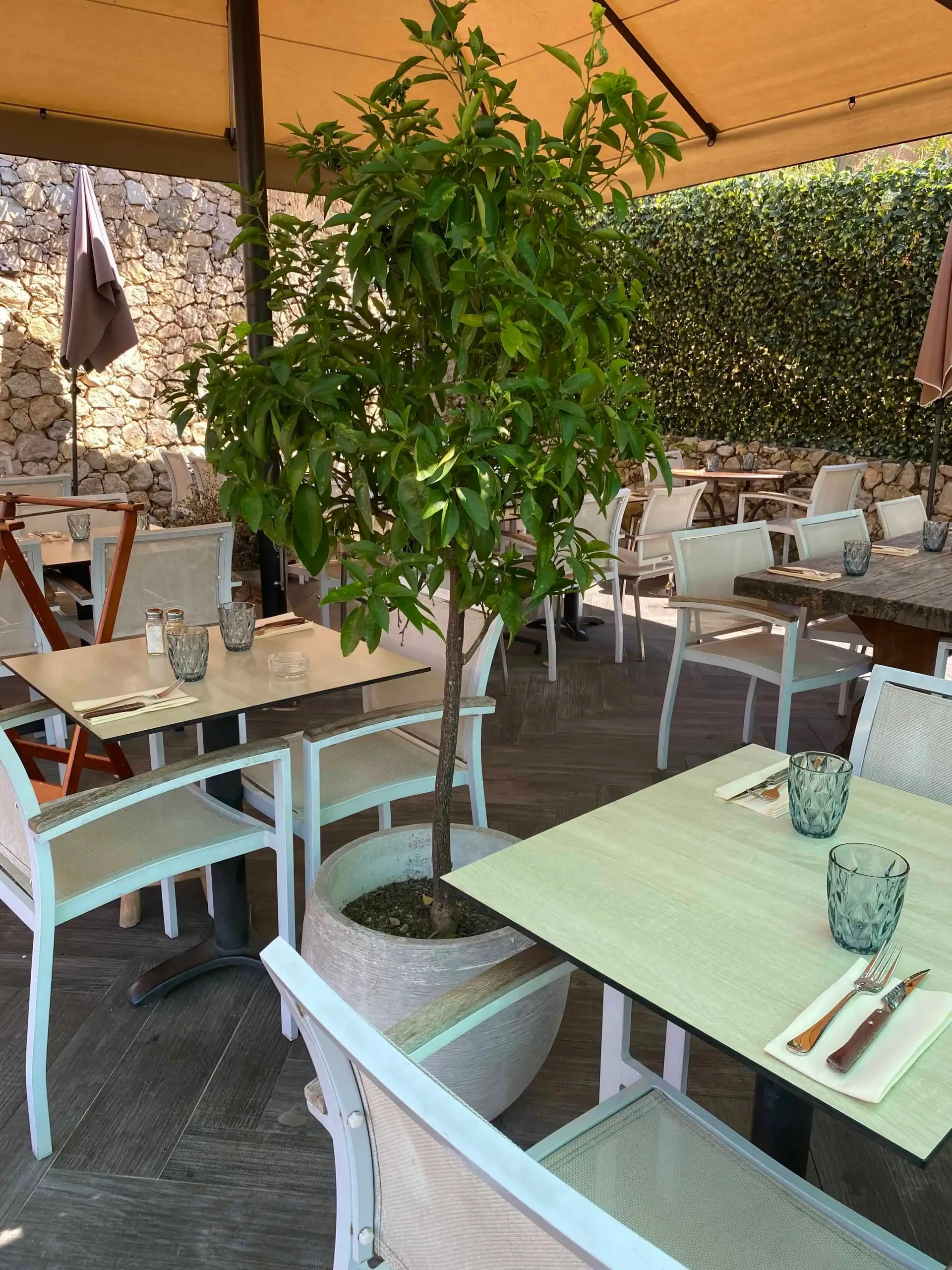 Une terrasse de restaurant ensoleillée avec des tables et des chaises aux tons clairs, disposées autour d'un grand arbre en pot.