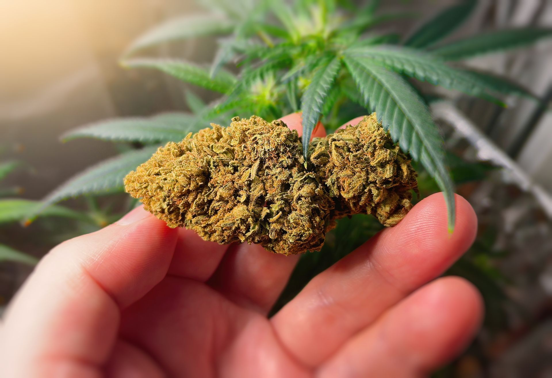 Hand holding a brown, dried cannabis bud in front of a cannabis plant with green leaves.