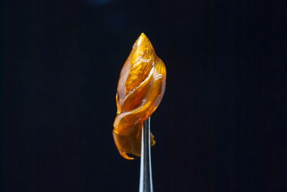 A golden cannabis concentrate, held by tweezers, against a dark background.