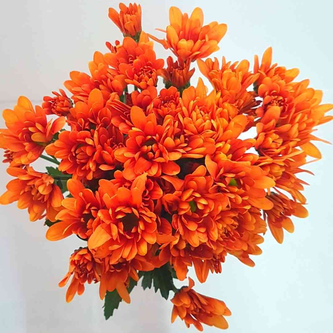 a bunch of orange flowers on a white background