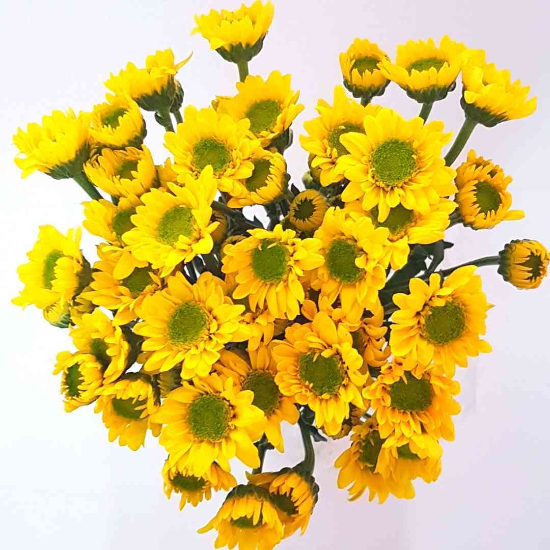 a bunch of yellow flowers with green centers