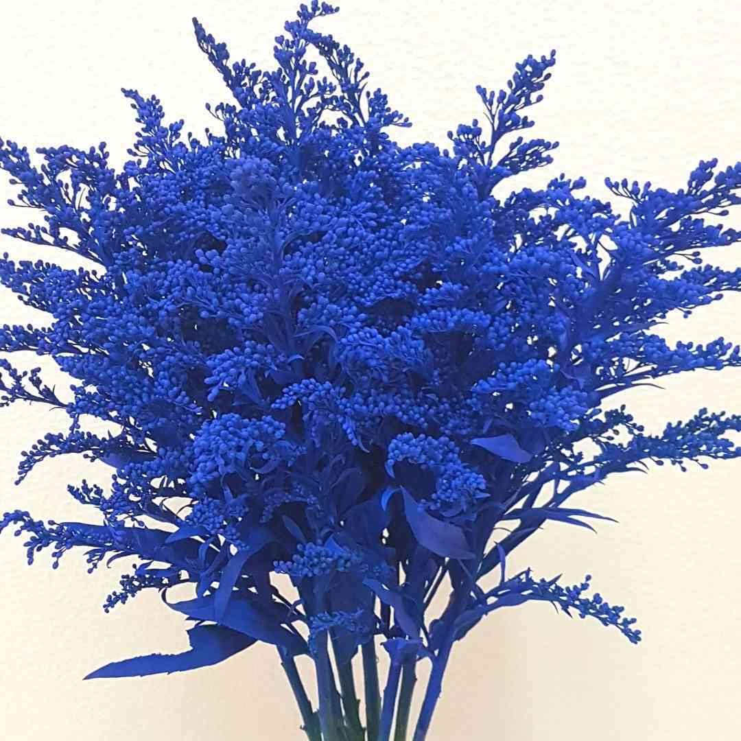 a bunch of blue flowers on a white background