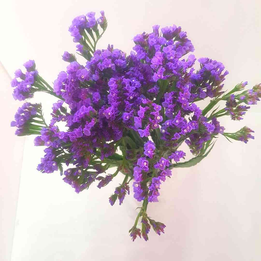 a bunch of purple flowers are sitting on a white surface .