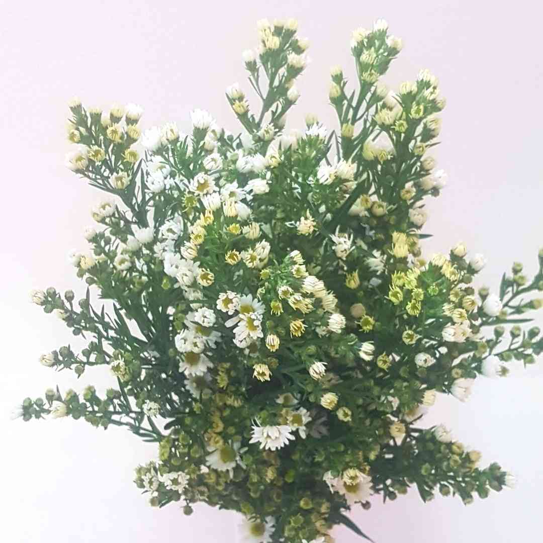 a bunch of white and yellow flowers on a white background