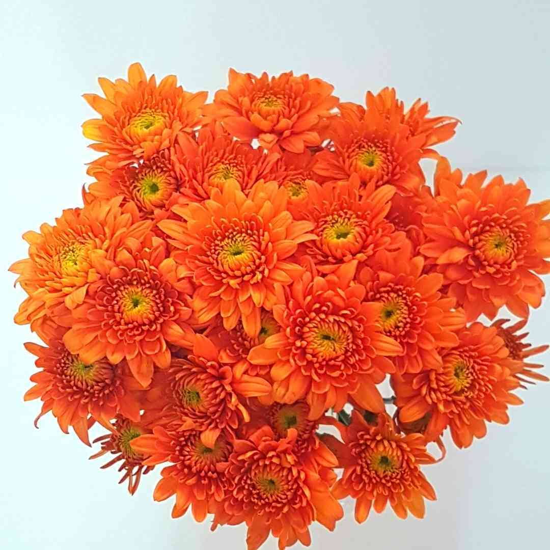 a bunch of orange flowers with yellow centers