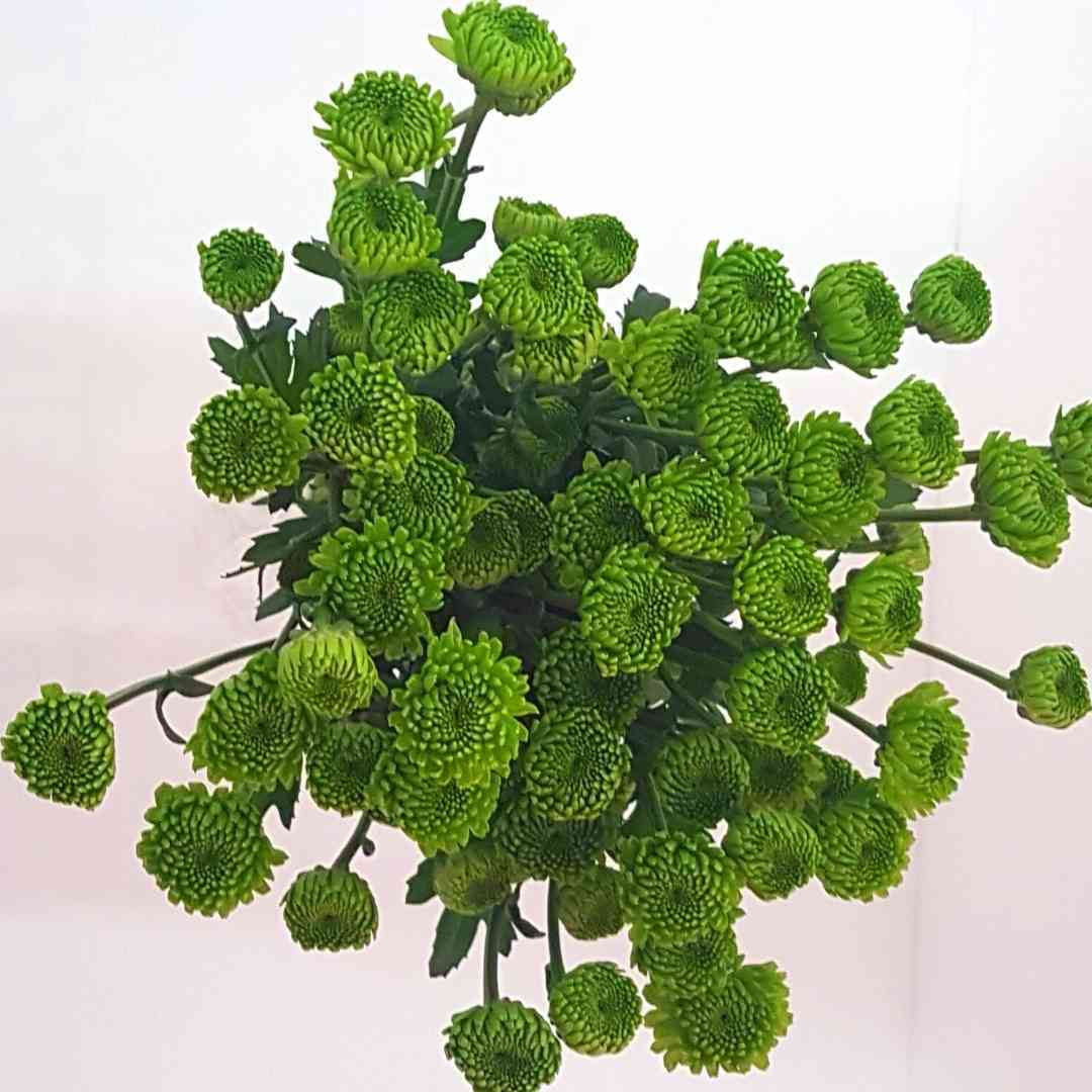 a bunch of green flowers on a white background