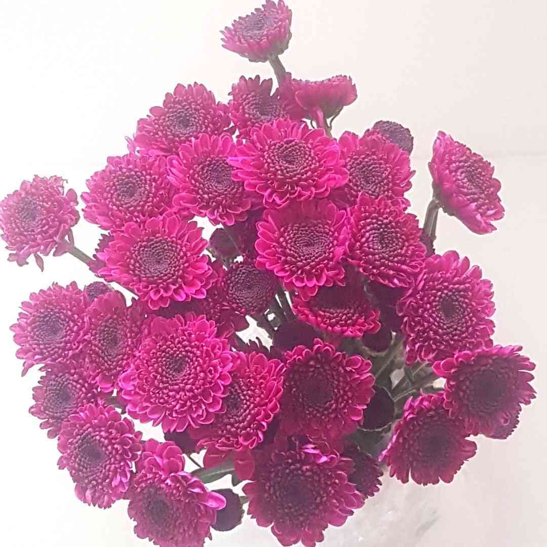 a bunch of purple flowers are sitting on a table .