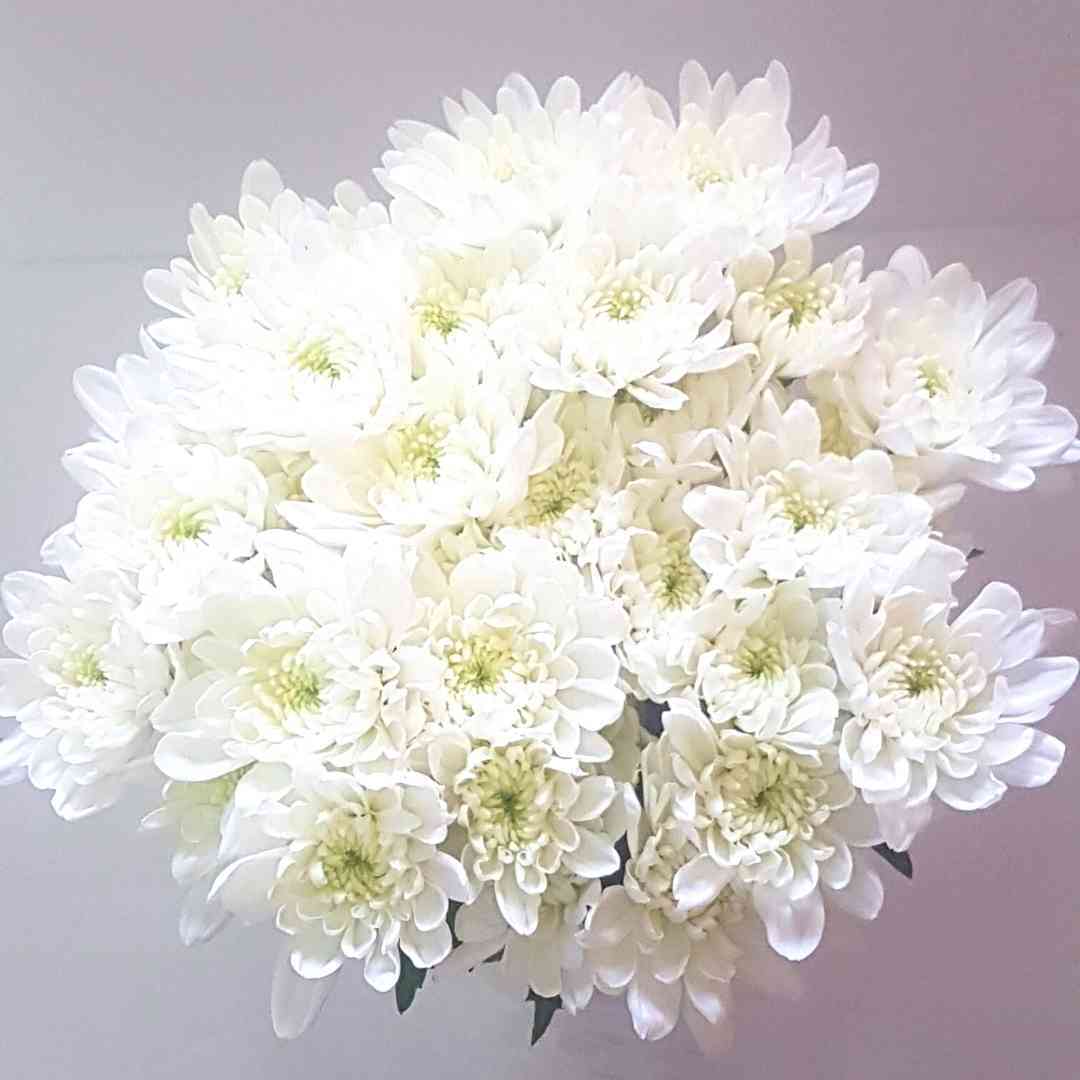a bunch of white flowers with green centers are sitting on a table .
