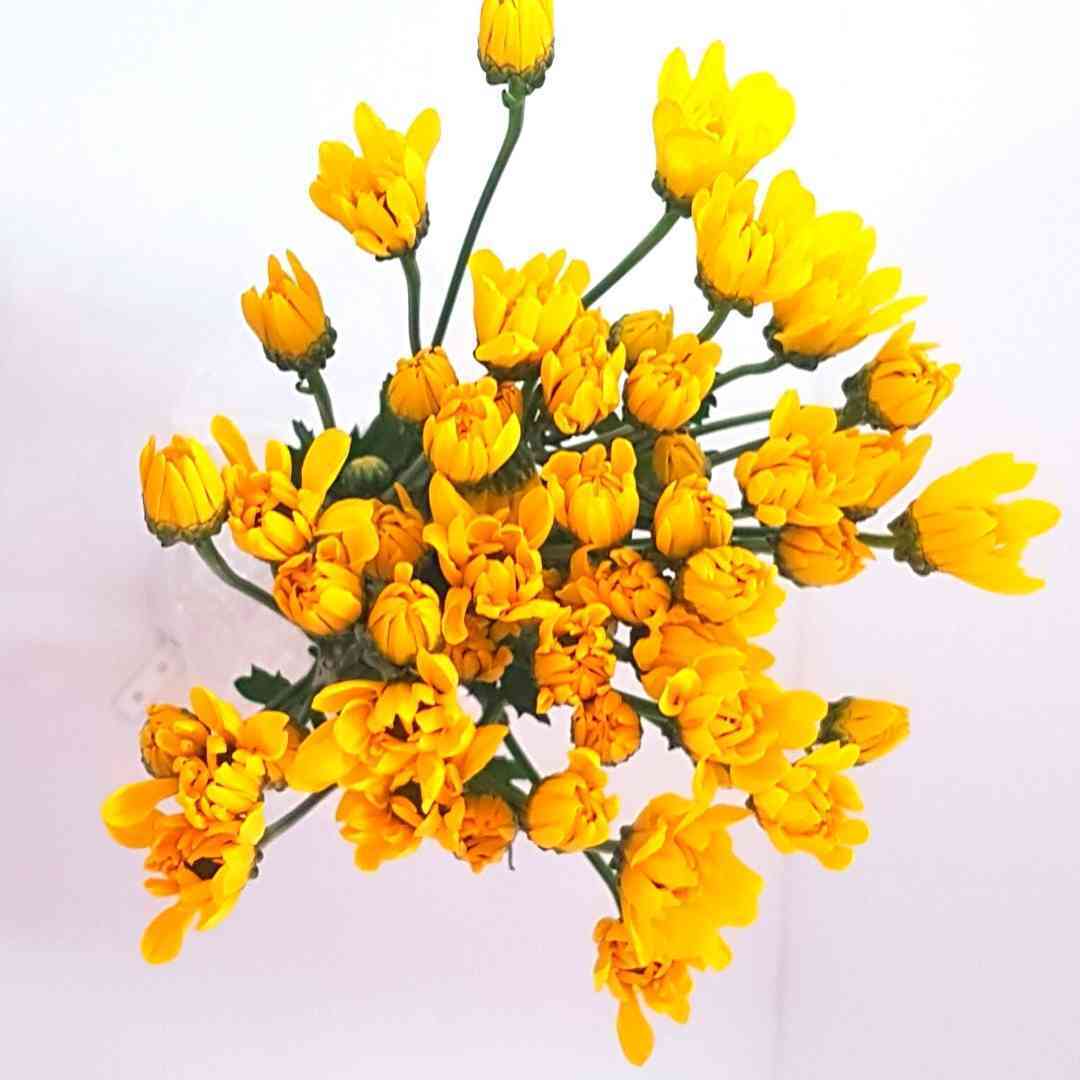 a bunch of yellow flowers on a white background