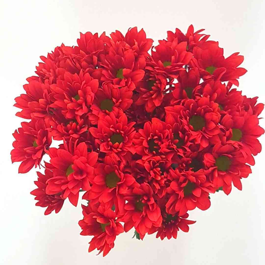 a bunch of red flowers on a white background
