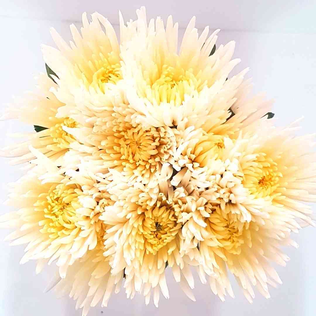 a bunch of white and yellow flowers on a white surface