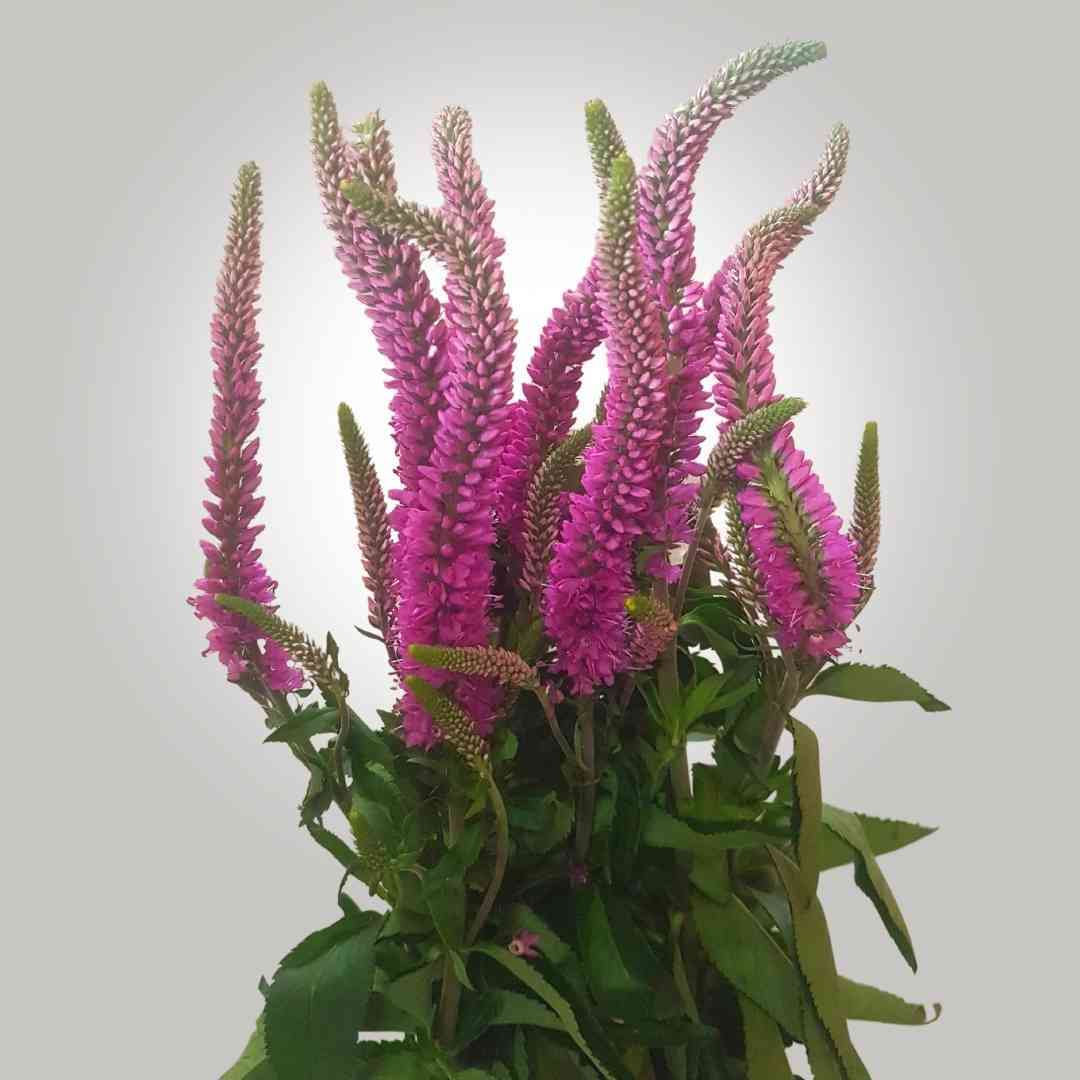 a bunch of exotic purple flowers with green leaves on a white background