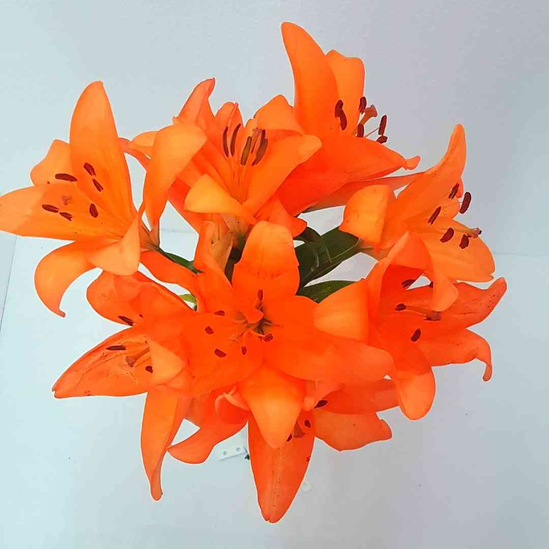a bunch of orange flowers on a white surface