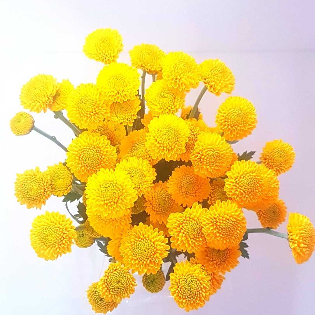 a bunch of yellow flowers on a white background