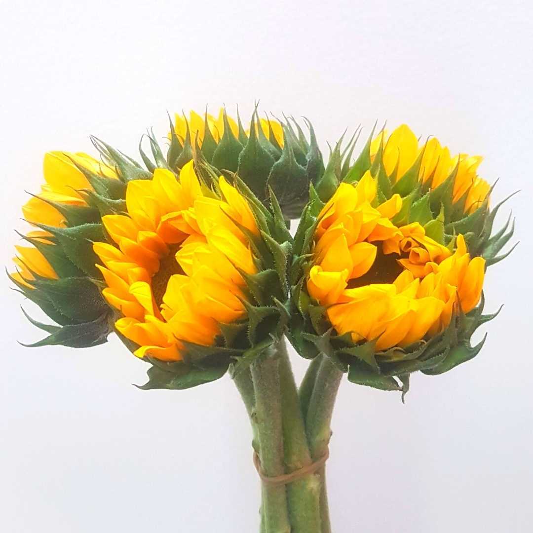a bunch of yellow sunflowers with green leaves on a white background
