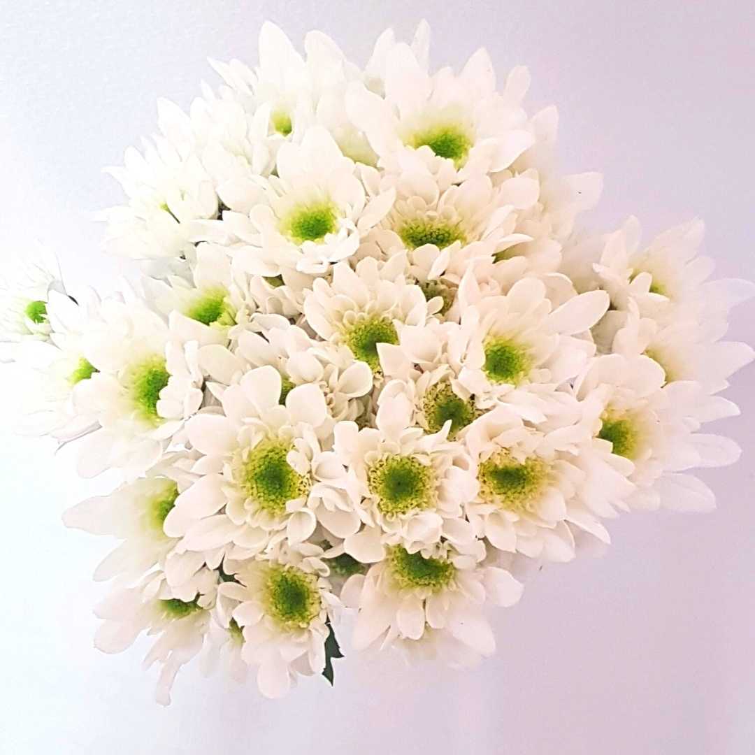 a bunch of white daisies with green centers