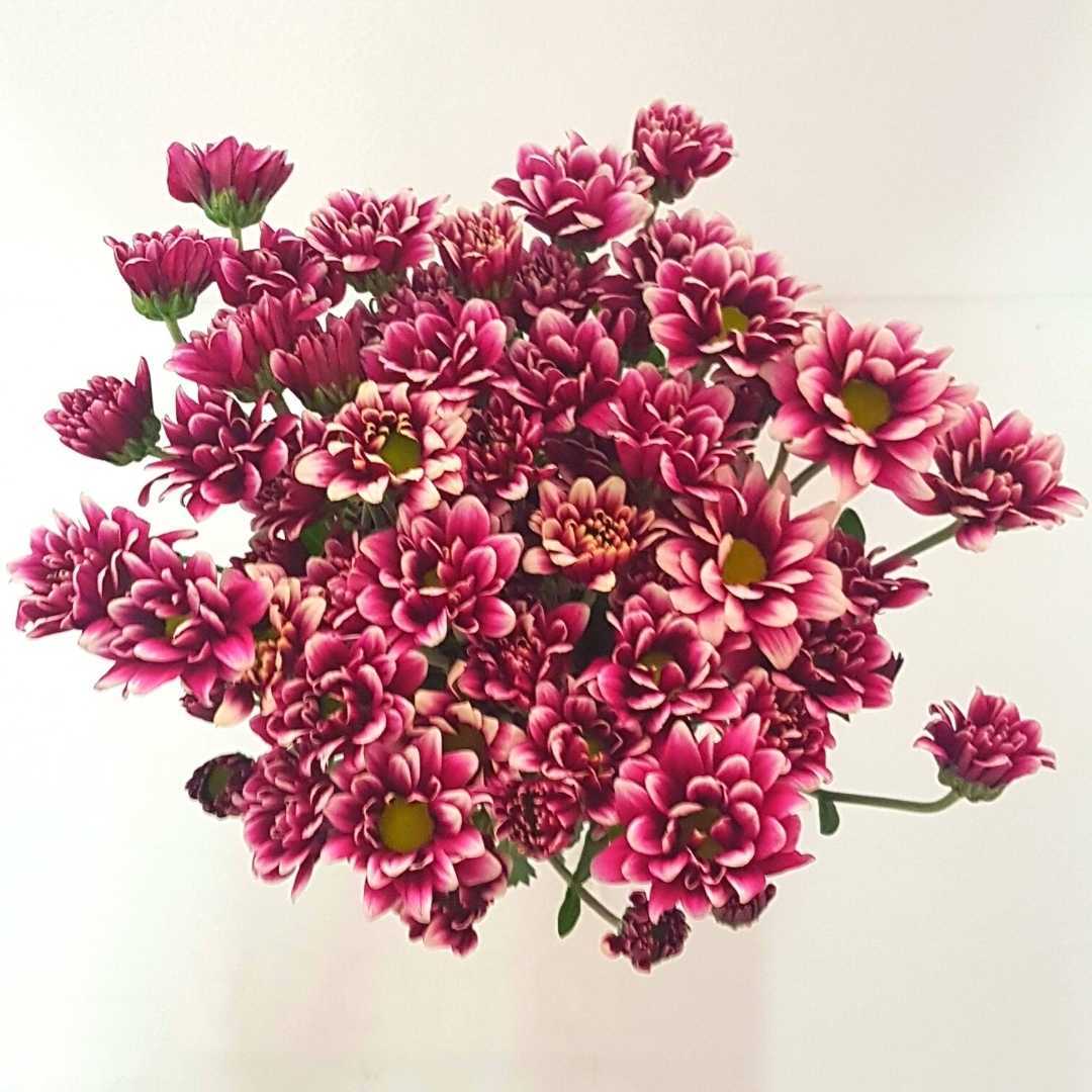 a bunch of pink flowers on a white background