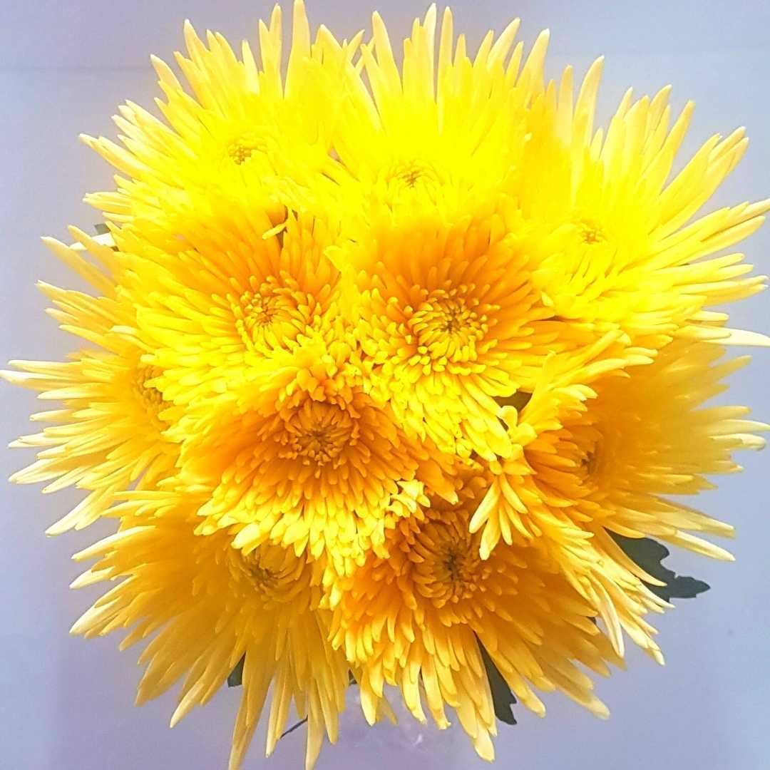 a close up of a bunch of yellow flowers