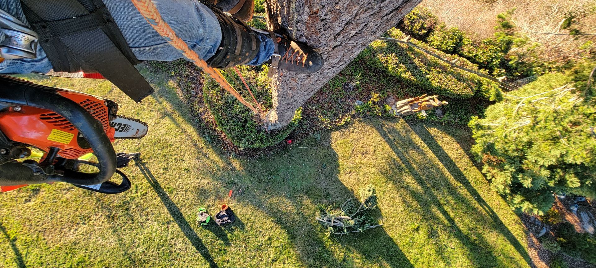 A tree trimmer, wearing safety gear, works with a chainsaw on a tree with a grassy yard below.
