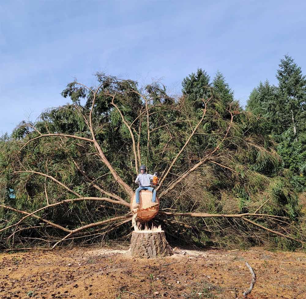 Man sits on a tree stump of a felled tree, arms spread, with branches against a blue sky.