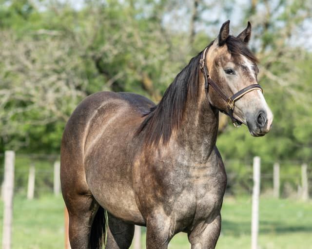 Confederate Guns Filly Sold